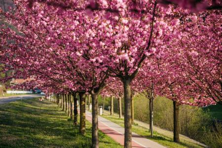  Japonske češnje v polnem razcvetu